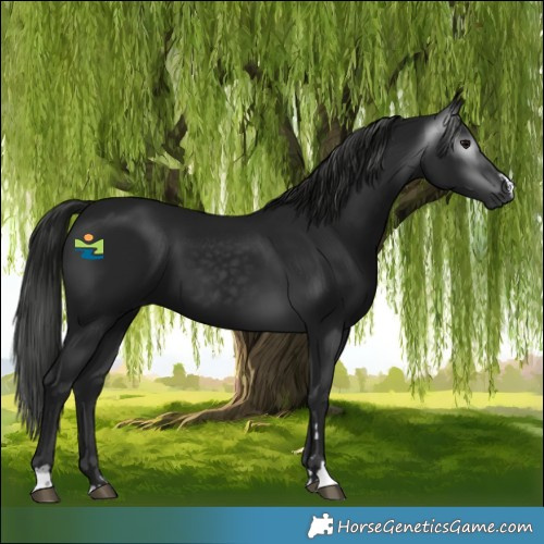 Horse Color:Gray Black 