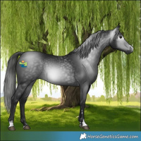 Horse Color:Gray Black