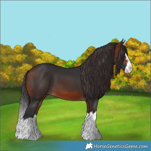 Horse Color:Bay Splash 