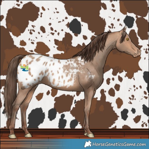 Horse Color:Amber Champagne Blanket 