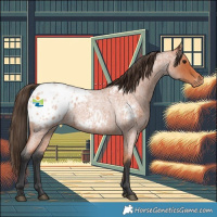 Horse Color:Bay Roan Appaloosa 