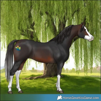 Horse Color:Brown Splash 