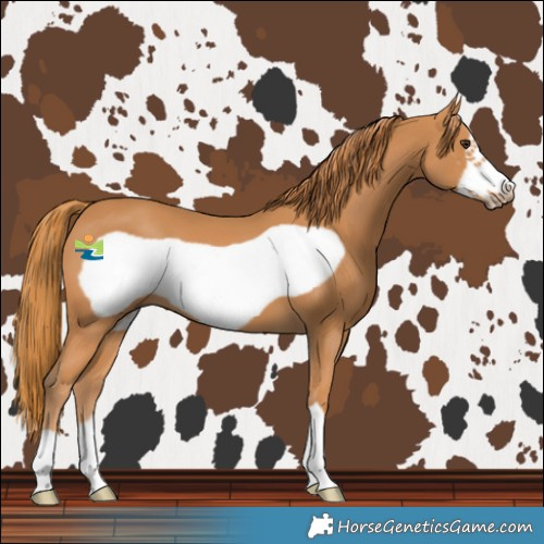 Horse Color:Chestnut Frame 