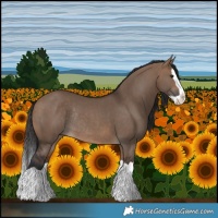 Horse Color:Brown Dun Splash Rabicano 