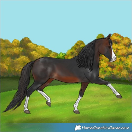 Horse Color:Brown Splash 