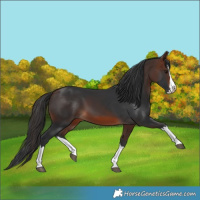 Horse Color:Brown Splash 