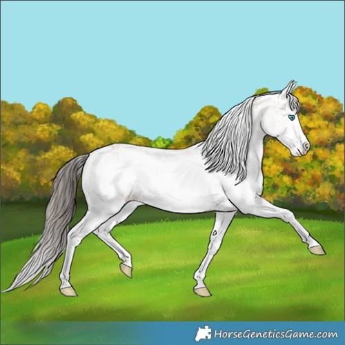 Horse Color:White Spotted Bay Splash  and White Spotted Bay Splash 