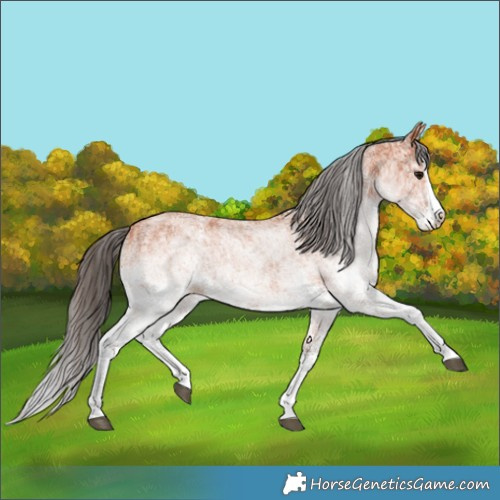 Horse Color:White Spotted Bay Splash  and White Spotted Bay Splash 