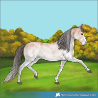 Horse Color:White Spotted Bay Splash  and White Spotted Bay Splash 