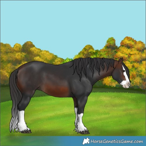 Horse Color:Brown Splash 