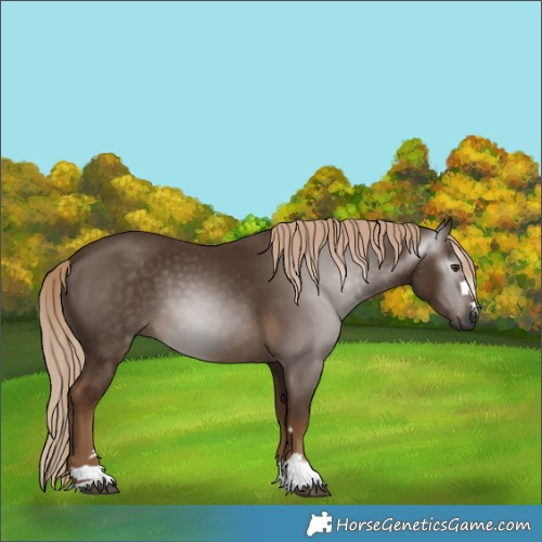 Horse Color:Gray Chocolate Palomino 