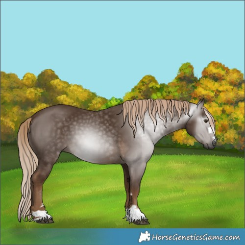 Horse Color:Gray Chocolate Palomino 