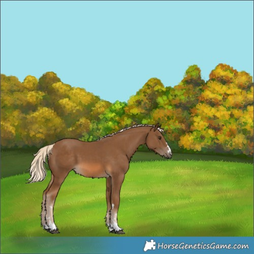 Horse Color:Chocolate Palomino 