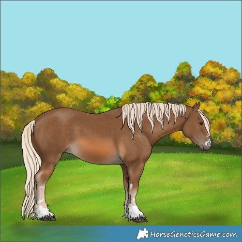 Horse Color:Chocolate Palomino 