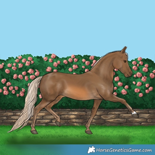 Horse Color:Chocolate Palomino 
