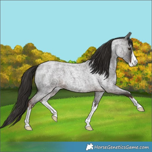 Horse Color:White Spotted Liver Red Roan 