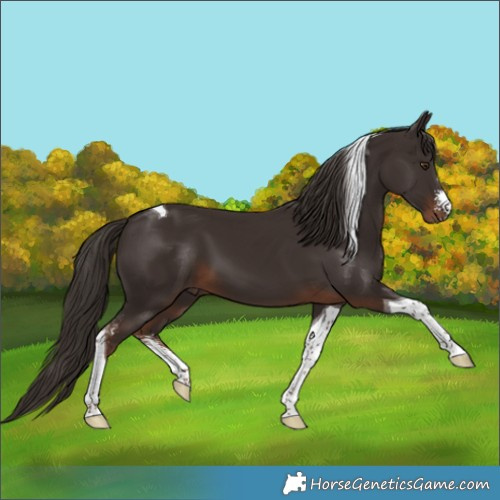 Horse Color:Liver Chestnut Sabino Tobiano 