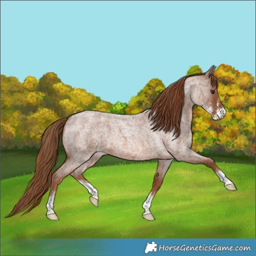 Horse Color:Red Roan Sabino 