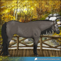 Horse Color:Gray Grullo