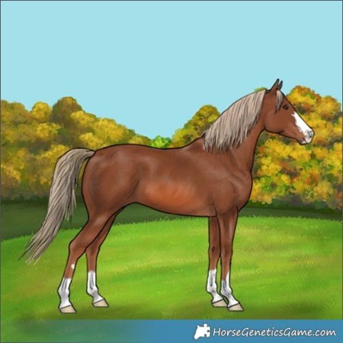 Horse Color:Chestnut 