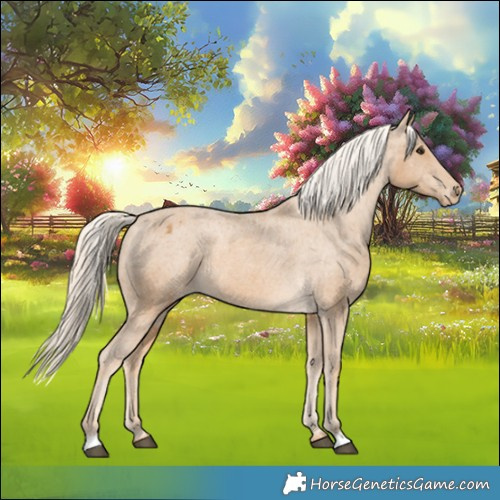 Horse Color:Palomino Appaloosa