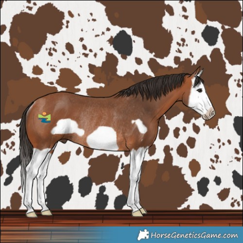 Horse Color:Bay Splash Frame Rabicano 