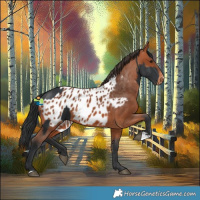 Horse Color:Black  and Bay Blanket 