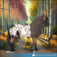 Horse Color:Black  and Bay Appaloosa 