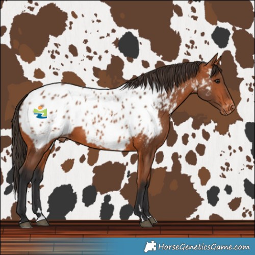 Horse Color:Bay Near Leopard Rabicano 