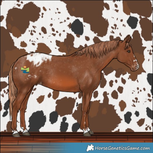 Horse Color:Chestnut Blanket Rabicano 