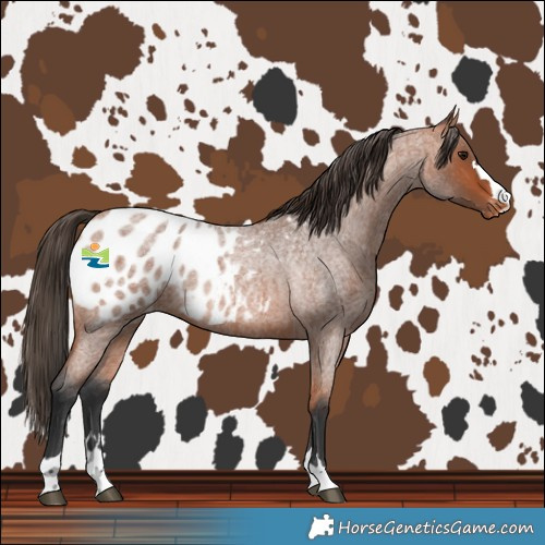 Horse Color:Bay Roan Blanket 