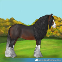 Horse Color:Bay Splash 