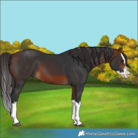 Horse Color:Bay Splash 