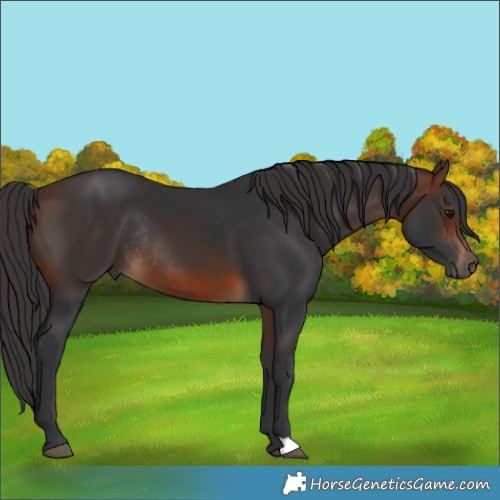 Horse Color:Brown Rabicano 