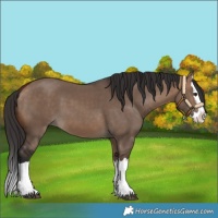Horse Color:Bay Dun Splash 