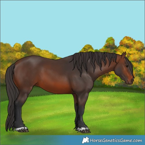 Horse Color:Brown 