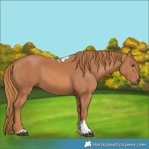Horse Color:Chestnut Tobiano