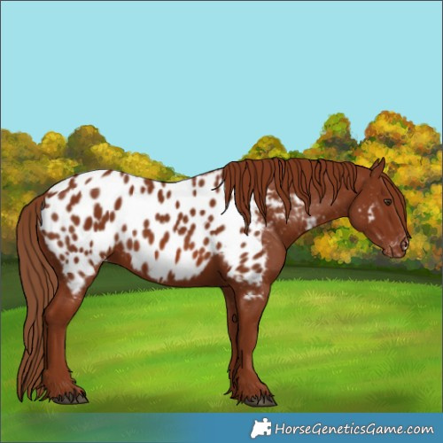 Horse Color:Chestnut Appaloosa 