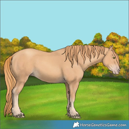 Horse Color:Gold Champagne 