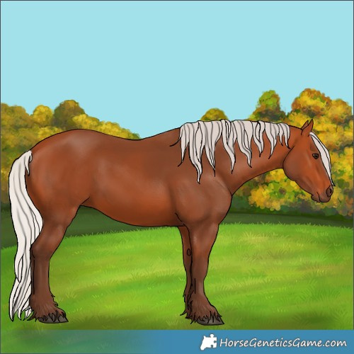 Horse Color:Silver Bay 