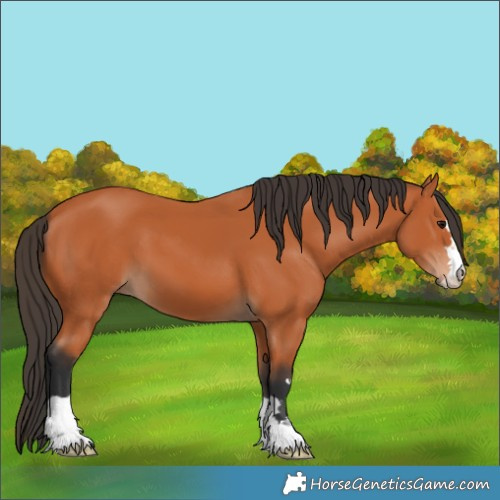 Horse Color:Bay 