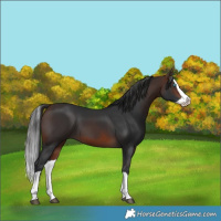 Horse Color:Brown Splash