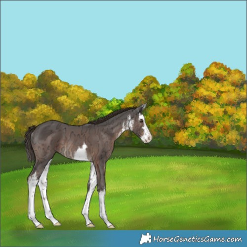 Horse Color:White Spotted Liver Chestnut Ice Splash Rabicano 