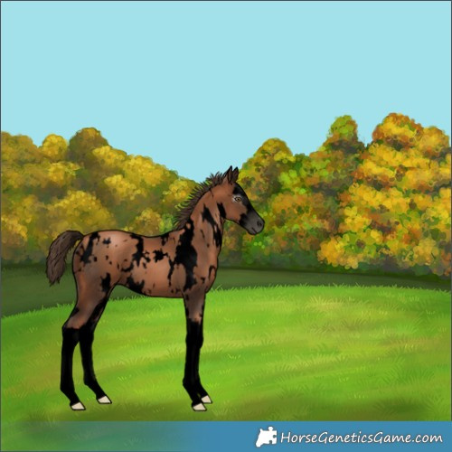 Horse Color:Gray Void White Spotted Liver Chestnut Pearl Splash 