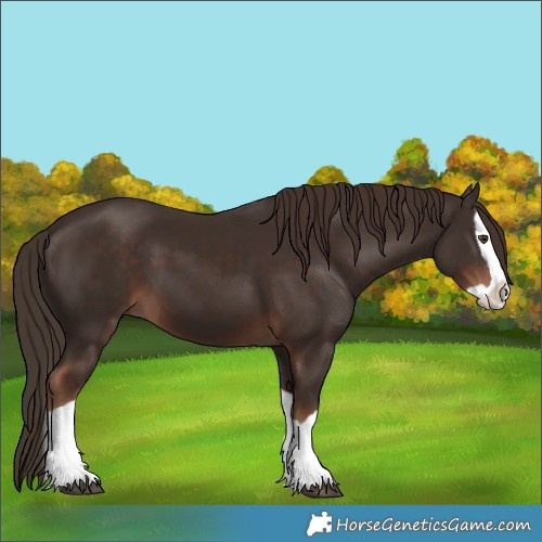 Horse Color:Liver Chestnut Splash 