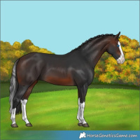 Horse Color:Brown Splash