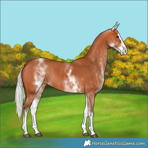 Horse Color:White Spotted Silver Bay Splash 