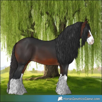 Horse Color:Brown Splash