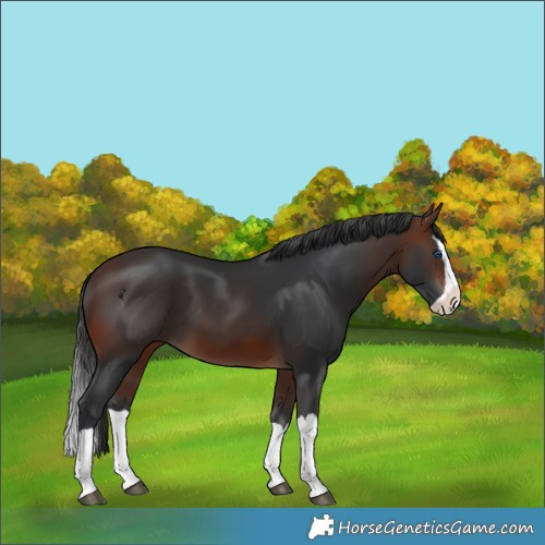 Horse Color:Brown Splash 