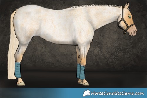 Horse Color:Gold Cream Champagne Roan 